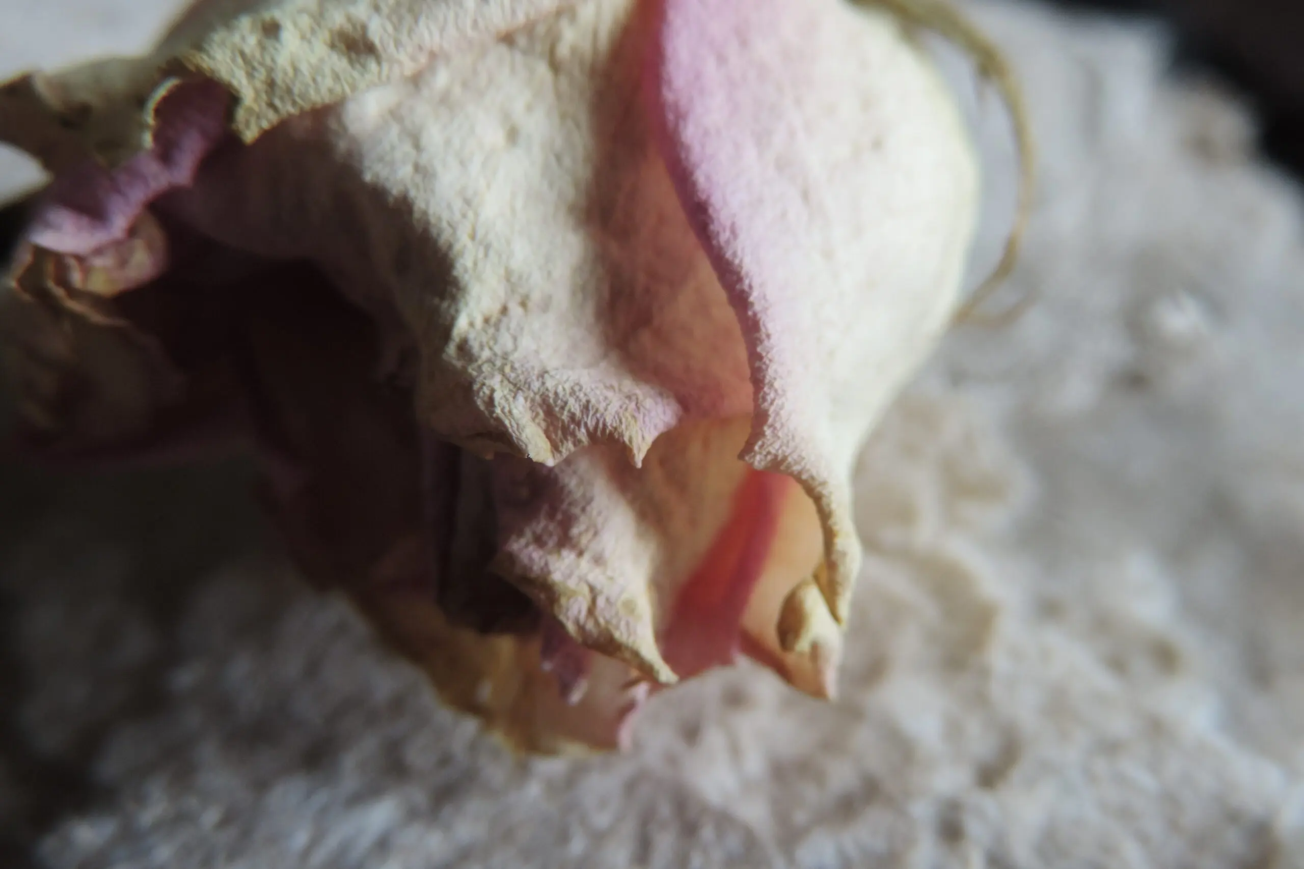 Une rose séchée posée sur de la pâte à papier, à l'atelier